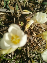 Crocus ochroleucus