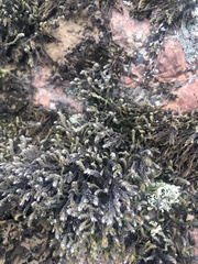 Hedwigia emodica