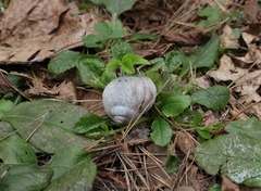 Helix pomatia