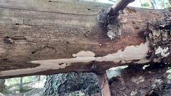 Heterobasidion parviporum