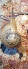 Kerkophorus