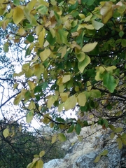 Styrax officinalis