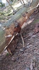 Heterobasidion parviporum