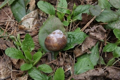 Helix pomatia