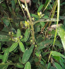 Crotalaria nana