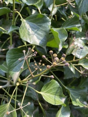 Hedera helix