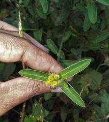 Crotalaria nana