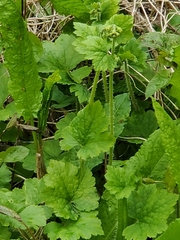 Tellima grandiflora
