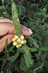Crotalaria nana
