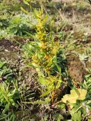 Rumex trisetifer