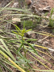 Pediomelum tenuiflorum