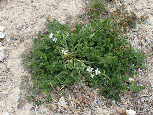 Scandix pecten-veneris iNat (1)