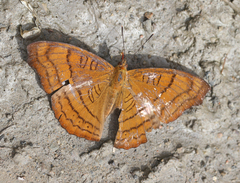 Pseudergolis wedah