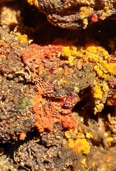 Oligonema persimile