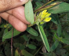 Crotalaria nana