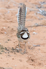 Uratelornis chimaera