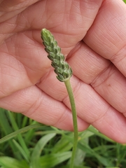 Plantago wrightiana