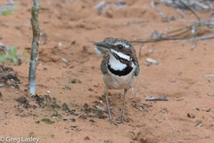 Uratelornis chimaera