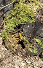 Oligonema persimile