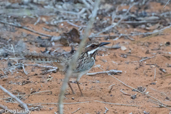 Uratelornis chimaera