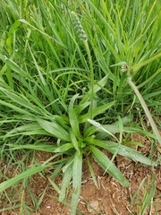 Plantago wrightiana