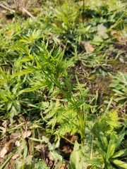 Artemisia carvifolia