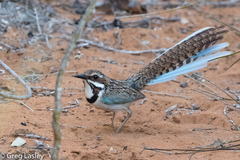 Uratelornis chimaera