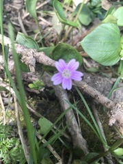 Claytonia sibirica