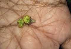 Crotalaria nana