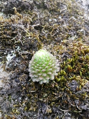 Prometheum pilosum