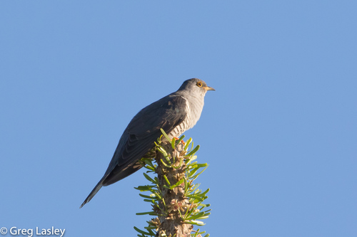 Madagascar Cuckoo