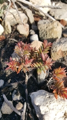 Chenolea diffusa