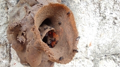 Lestrimelitta niitkib