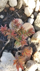 Chenolea diffusa