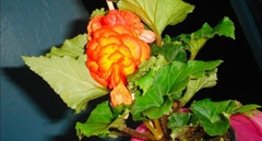 Begonia × hiemalis