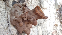 Lestrimelitta niitkib