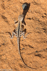 Chalarodon madagascariensis