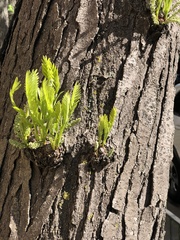 Gleditsia triacanthos