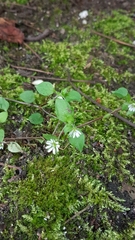 Stellaria media