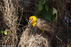 Ploceus sakalava
