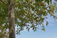 Elaeocarpus balansae