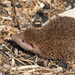 Lesser Hedgehog Tenrec - Photo (c) Greg Lasley, some rights reserved (CC BY-NC), uploaded by Greg Lasley