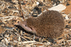 Lesser Hedgehog Tenrec - Photo (c) Greg Lasley, some rights reserved (CC BY-NC), uploaded by Greg Lasley