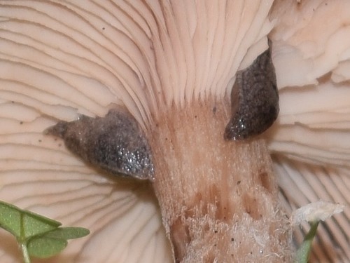 Hesperarion niger