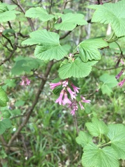 Ribes sanguineum