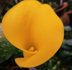 Zantedeschia elliottiana