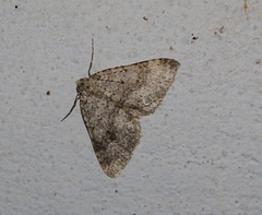 Colostygia multistrigaria