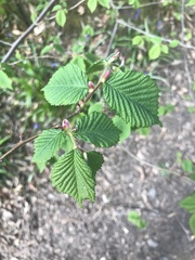 Ulmus glabra
