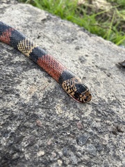 Lampropeltis micropholis