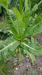 Dipsacus fullonum